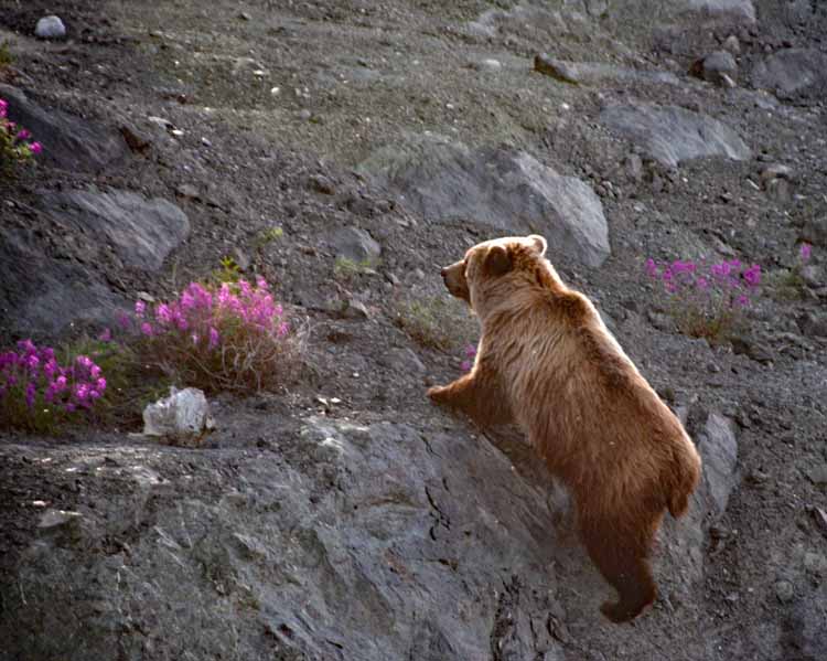 grizzly and cub